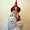 Balon piesek na hel z napiszem Happy Birthday urodzinowy szczeniaczek