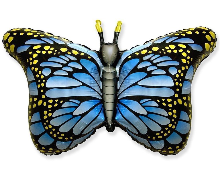 Motyl monarcha niebieski idealny jako dekoracja